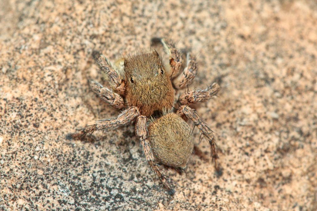 Aelurillus cf. schembrii - Malta